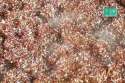 Tuft - Późnojesienna kwitnąca roślinność 1 (15x4 cm)