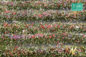 Tuft - Paski kwitnących kolorowych roślin 67 cm