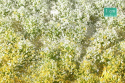 Tuft - Wiosenna kwitnąca roślinność 2 (15x4 cm)