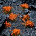 Gamers Grass: Orange Flowers (Wild) 70 kępek 6mm