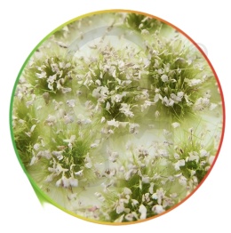 Shrubs Tufts - 6mm self-adhesive White - białe kępki roślin